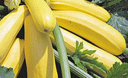 The best varieties of zucchini for open ground: a photo with a description, tips for choosing