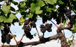 Instructions for beginner winegrowers: how to propagate grapes by layering in summer