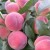 The best peach varieties for the Moscow region