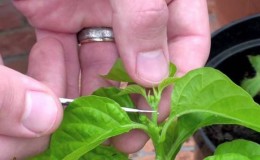 Do I need to pinch bell peppers: pros and cons, a guide to the correct formation of a bush
