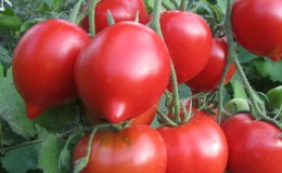 Will like the appearance and love for its taste - the tomato