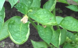 Why do pepper leaves curl and what to do about it