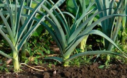 What to do with the harvest: can the leeks be left in the ground for the winter and how best to prepare it for wintering