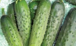 Yielding and unpretentious in care variety of cucumbers 