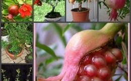How to properly plant pomegranates at home: a beginner's guide