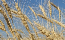 What is the technology of cultivation of winter rye and its final yield
