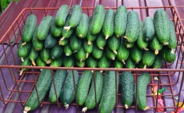 Hybrid cucumbers 