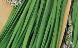 Perennial onion with a pleasant scent