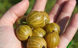 Gooseberry varieties for the Moscow region, resistant to powdery mildew