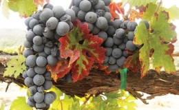 Red grape hybrid Pinotage