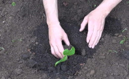 How to calculate the time when to plant a pumpkin for seedlings?