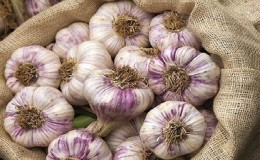 Stably productive, unpretentious and disease-resistant garlic