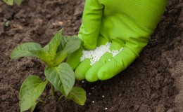 How to feed peppers during flowering and fruiting in a greenhouse to get a record harvest