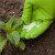 How to feed peppers during flowering and fruiting in a greenhouse to get a record harvest