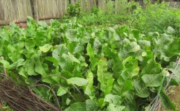 Instructions for the correct cultivation of horseradish on your own plot