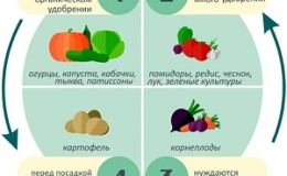 After which you can and can not plant cabbage for the next year