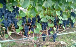 Growing grapes for beginners