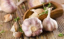 Step-by-step instructions for growing garlic outdoors for beginners: steps and tips from experienced farmers
