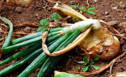 Beware, onion fly: how to fight and win