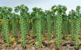 Brussels sprouts: description with photo and cultivation technology