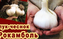 Onions or hairstyles - what is Rocambol garlic and how to grow it correctly and use it wisely