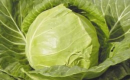 Early ripe unpretentious June cabbage variety
