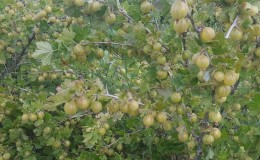 Why gooseberry berries and leaves crumble and how to deal with it