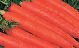 Large variety of carrots Red giant