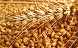 What are the classes of wheat and how they differ from each other