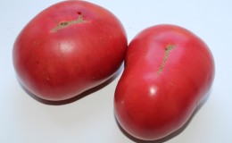 Large fruits with excellent taste -