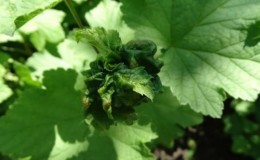 Why currant leaves curl and what to do with it