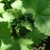 Why currant leaves curl and what to do with it