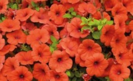 Description, varieties, cultivation of Gioconda petunia