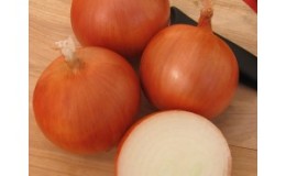 Multi-bud hybrid of onion