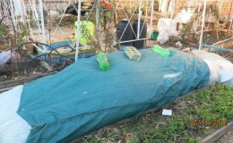 Step-by-step instructions on how to cover figs for the winter correctly and prepare the tree for the cold