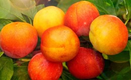 The best varieties of cherry plum for the Moscow region