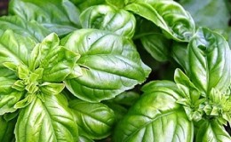 Variety of green vegetable basil