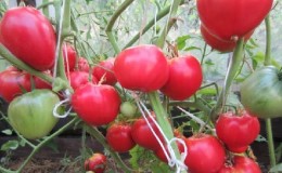 An ideal variety for a rich, tasty, early harvest of tomatoes: Skorospelka tomato