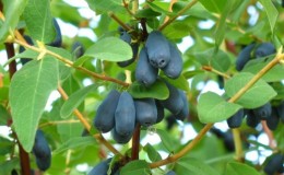 How to properly grow honeysuckle from berries: step by step instructions