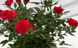 How to care for a home potted rose - a beginner's guide