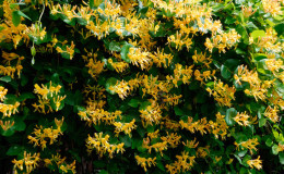 Decorative honeysuckle - planting and care