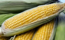 How to freeze corn on the cob at home: storage options and tips from experienced housewives