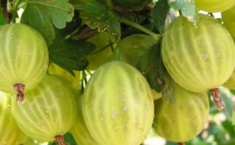 Why is the Baltic gooseberry variety good and why it is worth growing