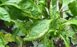 Pepper leaves turn yellow in the greenhouse: what to do to quickly and effectively solve the problem