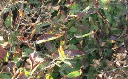What to do if honeysuckle dries up in the garden and why it might happen