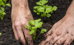 Terms and rules for planting celery for beginner summer residents