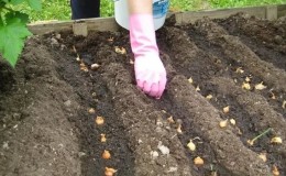 Rules and schemes for planting onion heads in spring