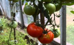 Grow Kumir tomato on your plot and enjoy an early bountiful harvest
