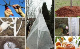 How to properly cover an apricot for the winter and prepare a tree for cold weather