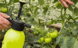 How to prepare a boric acid solution for tomato ovary: proportions and instructions for processing tomatoes